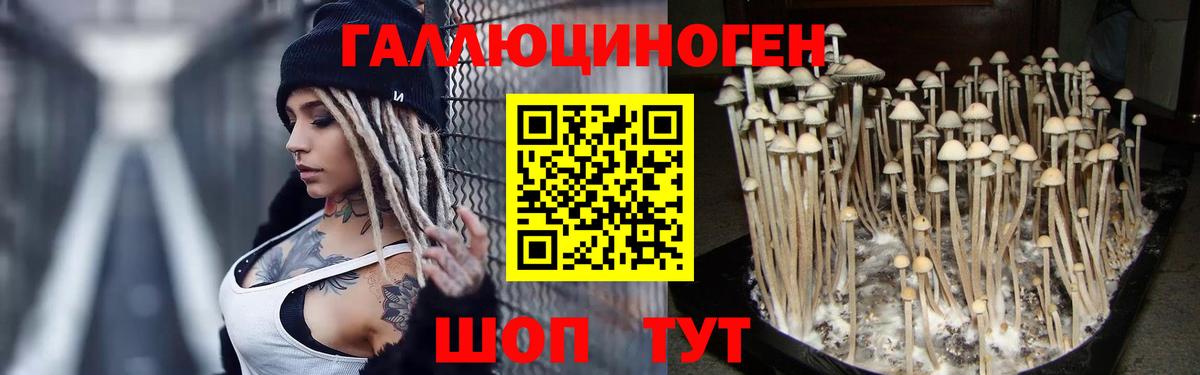 Галлюциногенные грибы GOLDEN TEACHER Малгобек